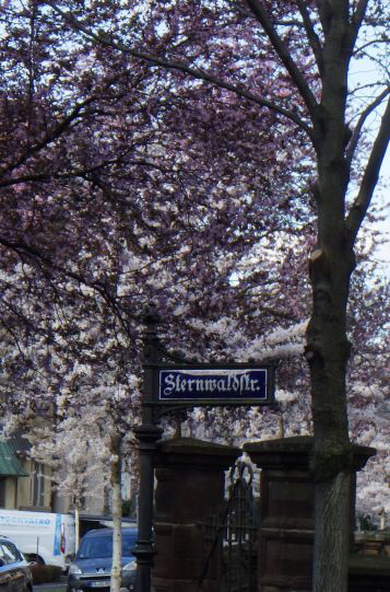 Sternwaldstr-Bluete